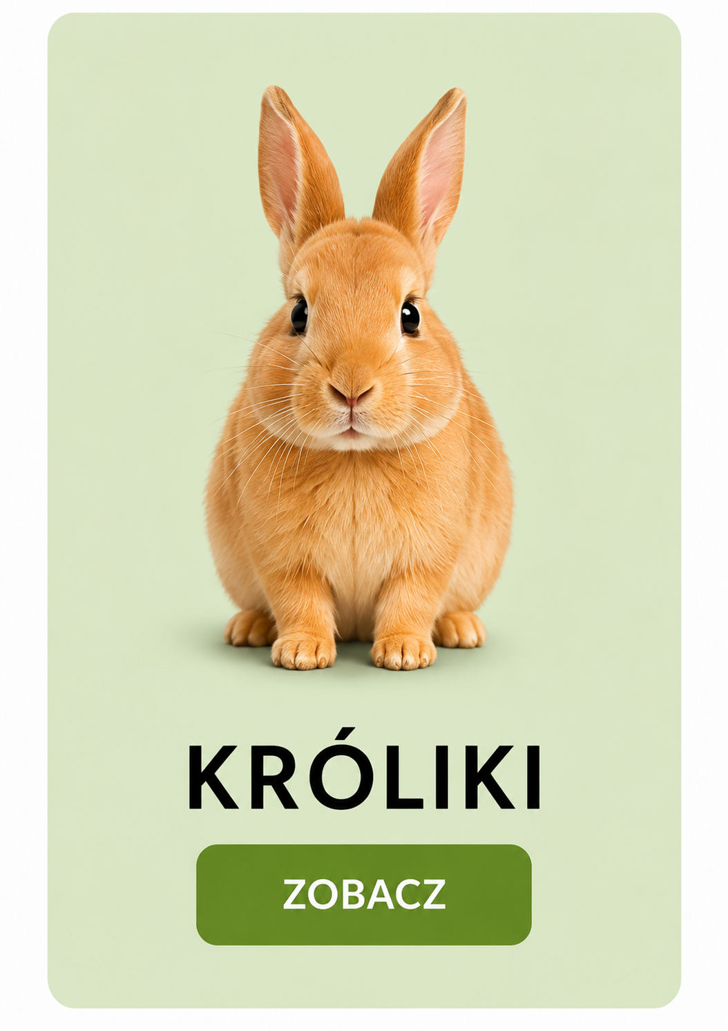 Króliki